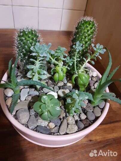 Садик из суккулентов