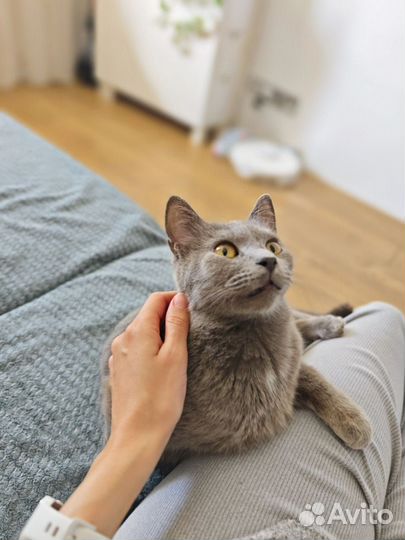 Помогите спасти