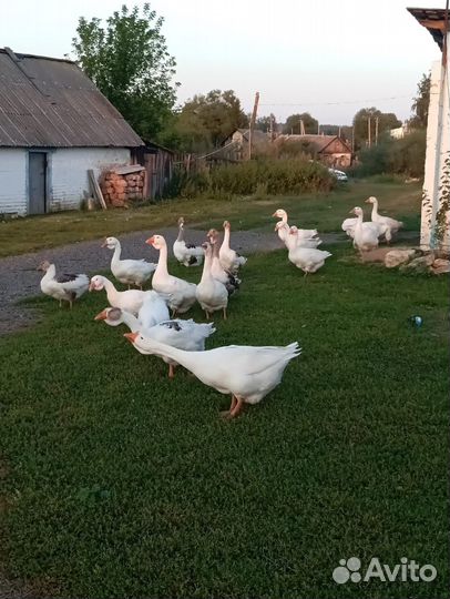 Гуси домашние