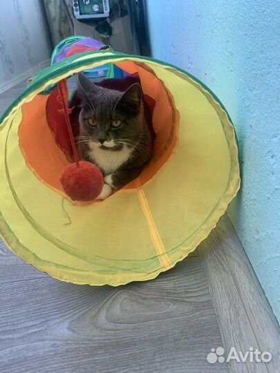 Кошка в дар