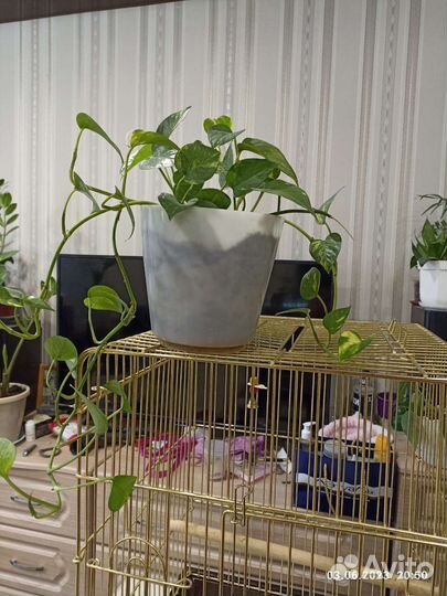 Комнатные цветы