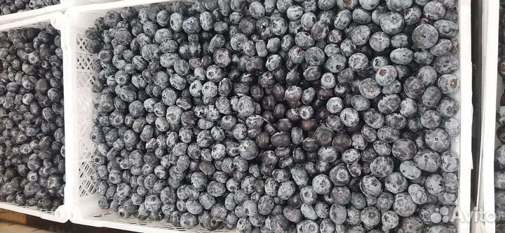 Голубика свежая