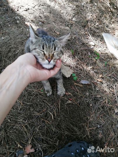 Кошка мышеловка