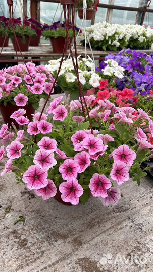 Петуния ампельная