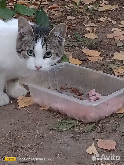 Бесплатно, Отдам в добрые руки котят