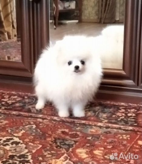 Мини малышка померанского шпица