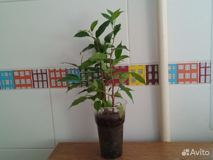 Фикус Бенджамина