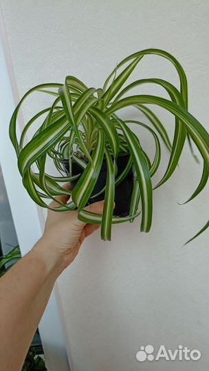 Хлорофитум кудрявый (Бонни) (Chlorophytum comosum