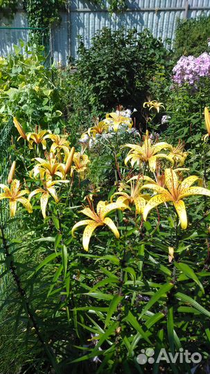 Лилии высокие