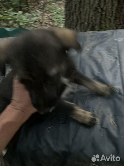 Маленькая собака девочка 1 месяц