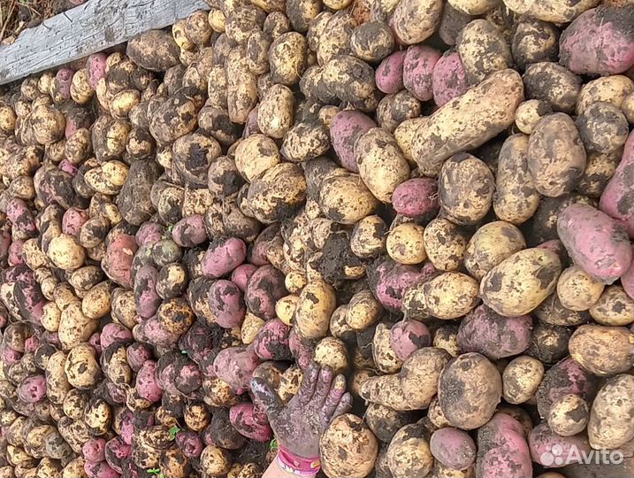Продам картофель