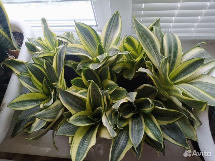 Сансевиерия и хавортия