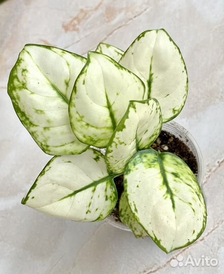 Аглаонема Вайт Валентин