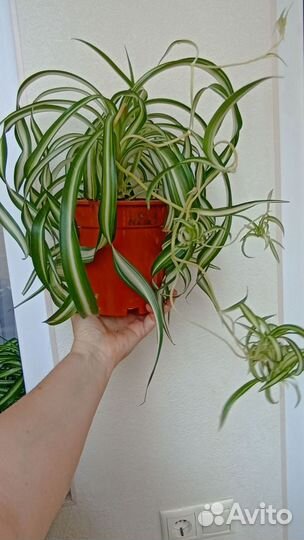 Хлорофитум Бонни (Кудрявый)