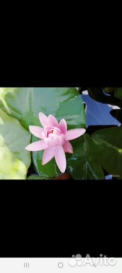 Растения для пруда. Нимфеи