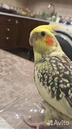Попугай корелла ручной