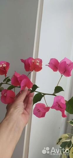 Фиалка,бугенвиллия