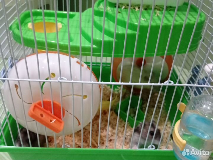 Джунгарский хомяк с клеткой