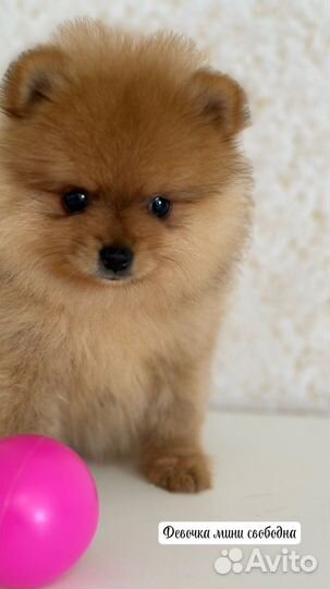 Померанский шпиц тип мишка мини