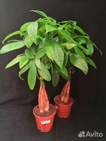 Дерево пахира 14/65