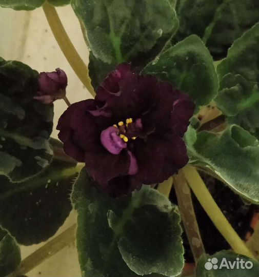 Сортовые фиалки