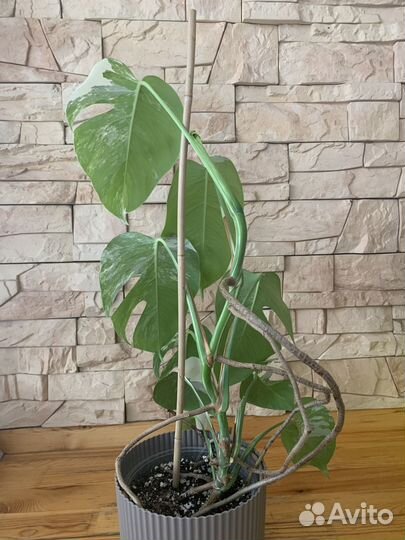 Монстера альба