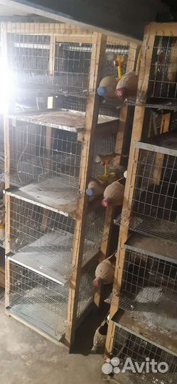 Клетки для перепелов