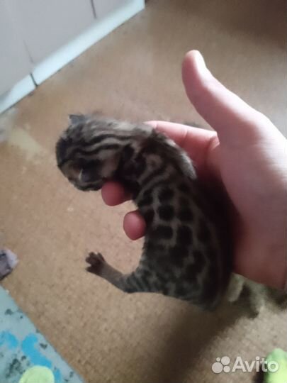 Продам бенгальских котят