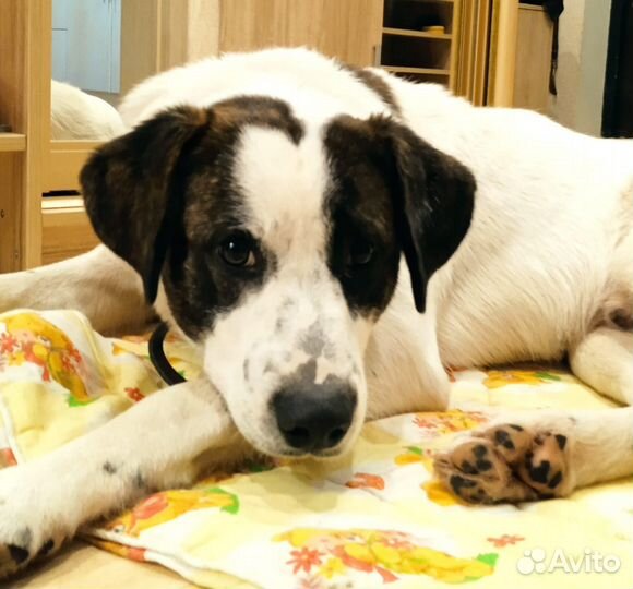 Собака друг