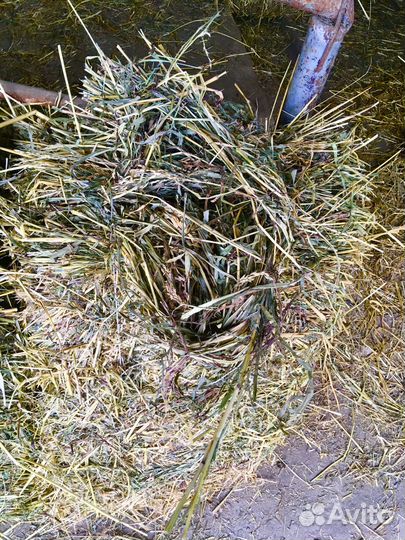 Сено в тюках