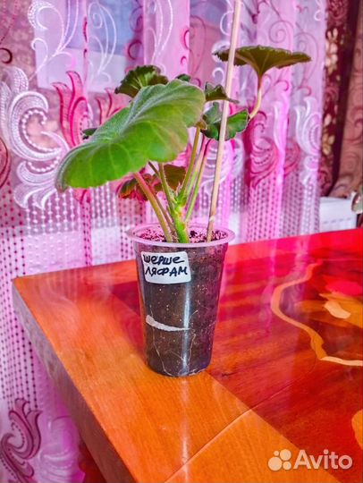 Пеларгонии сортовые в Стерлитамаке