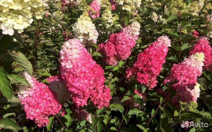 Гортензия Фрайз мельба