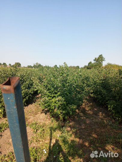 Продажа саженцев малины