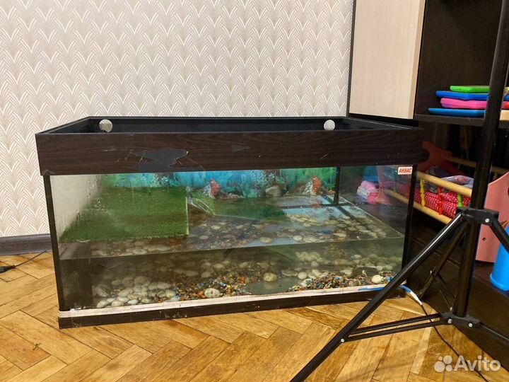 Черепашки красноухие