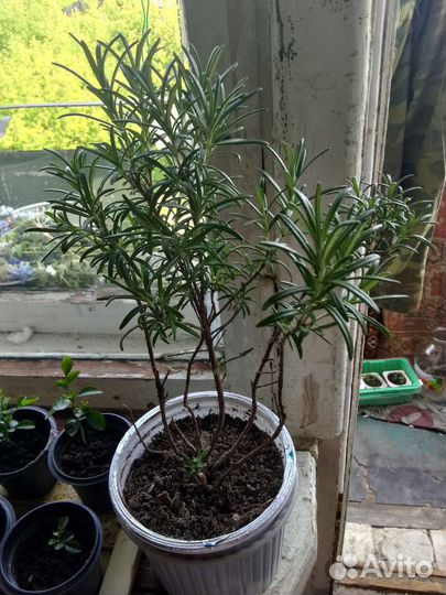 Мурайя. Розмарин