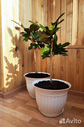 Кодиеум большой, туя, фиалки, кактусы