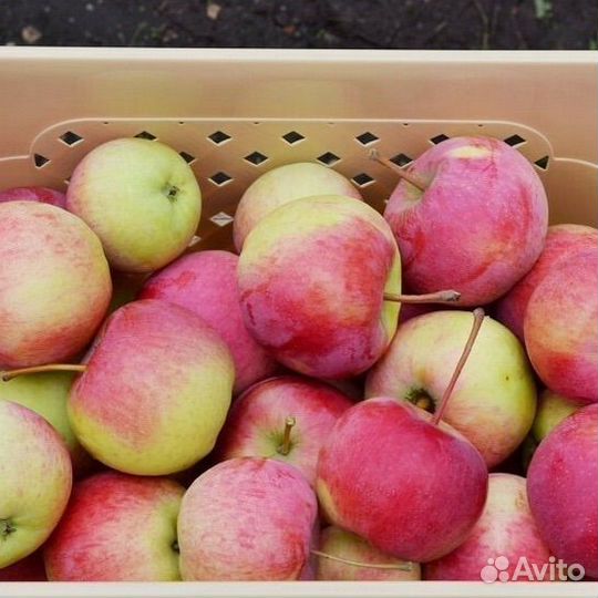 Яблоня Родниковое