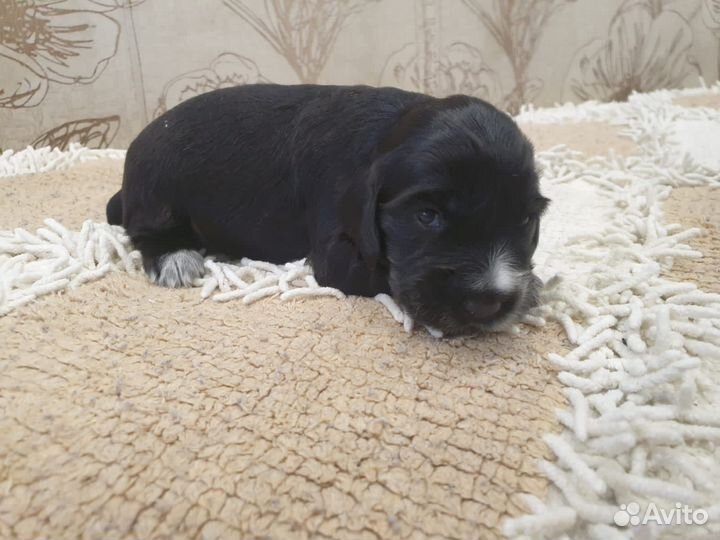 Щенки русского спаниеля