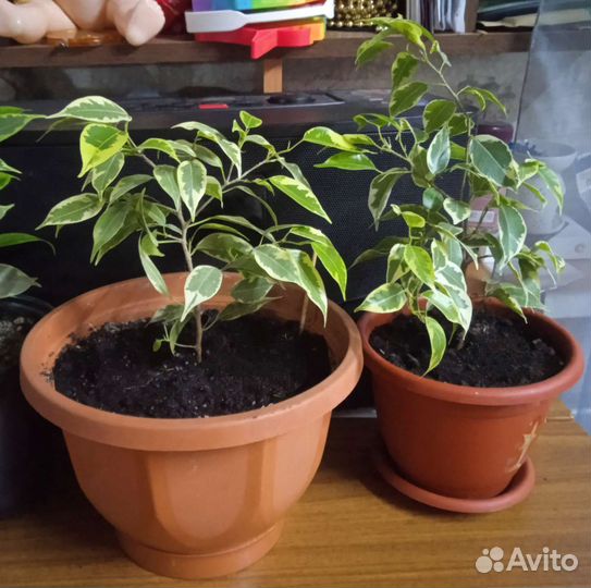 Комнатные растения