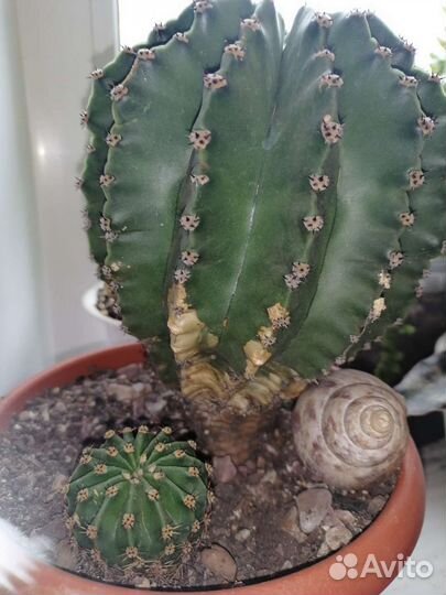 Кактусы и суккуленты