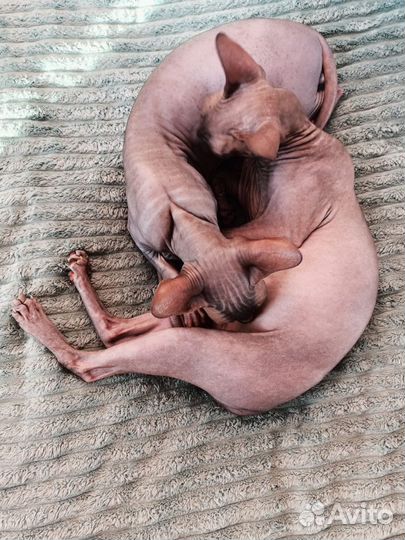 Канадский сфинкс бесплатно