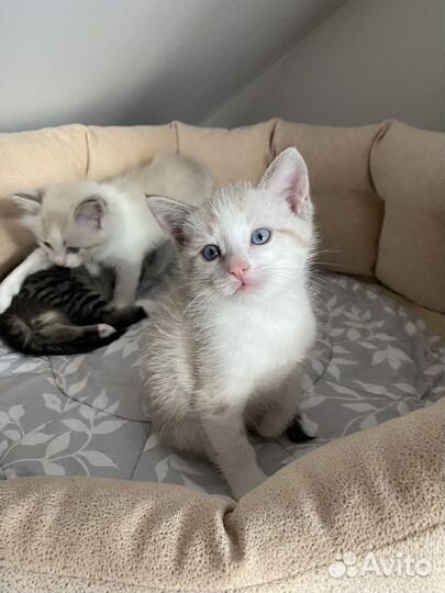 Продаю кота