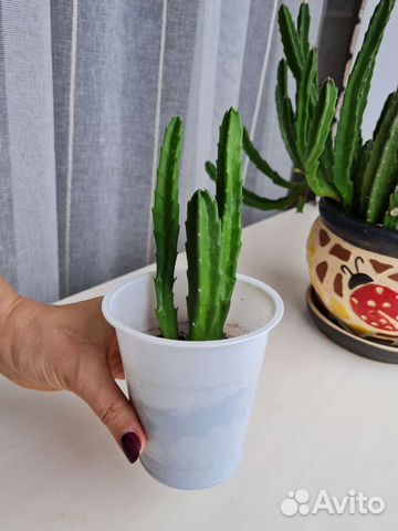 Стапелия, стапель, суккулент