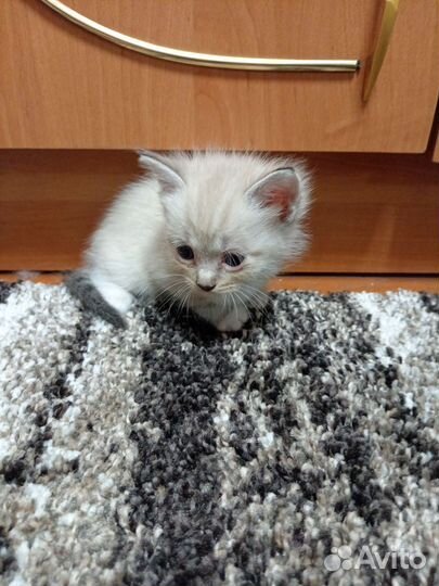 Кошка в дар бесплатно