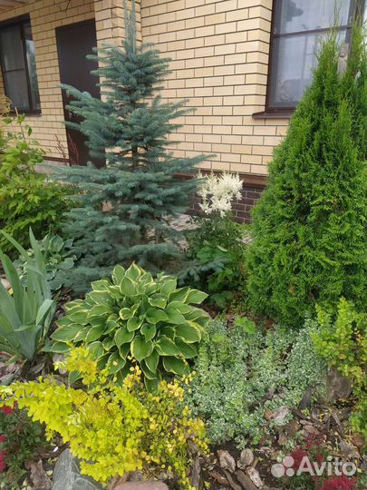 Сад.благоустройство