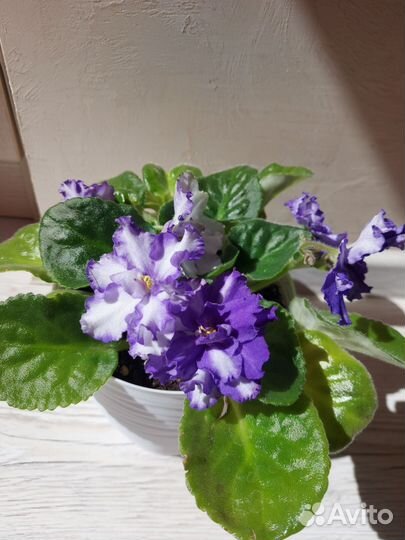 Фиалка в горшках