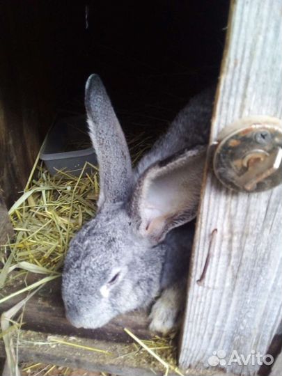 Животные и птица