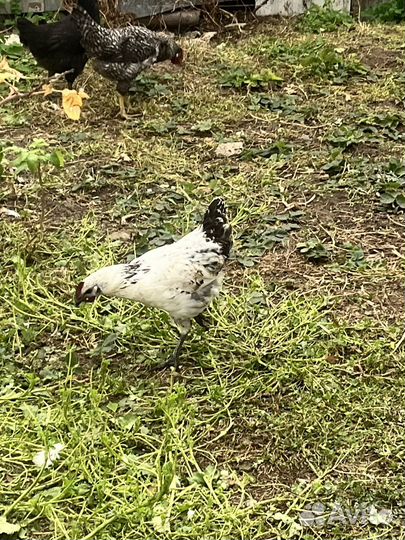 Молодые петухи