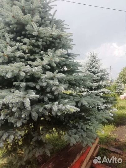 Ель голубая