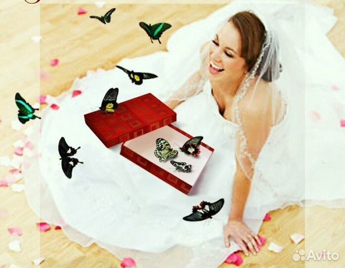 Франшиза Салюты из Живых Тропических Бабочек 2084